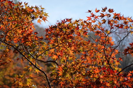 吉野山の紅葉1