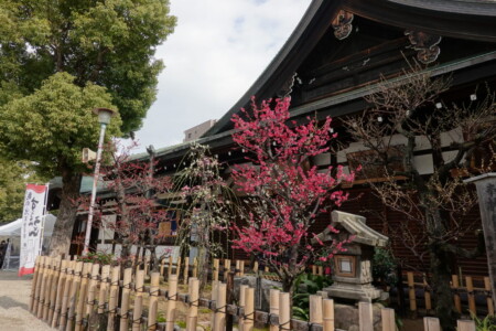 大阪天満宮の梅