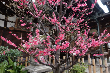 大阪天満宮の梅