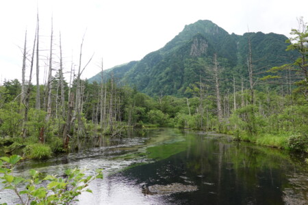 岳沢湿原